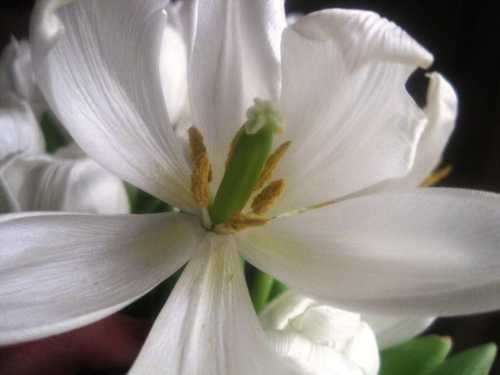Close-up