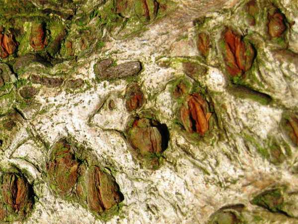 Cherry Tree Bark Cherry Tree Bark