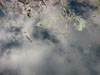 Skies