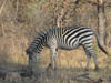 Wildlife