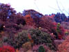 Autumn Colours