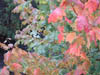 Autumn Colours