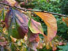 Autumn Colours