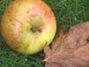 Autumn Colours