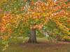 Autumn Colours