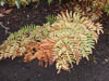 Autumn Colours