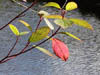 Autumn Colours