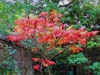 Autumn Colours