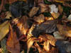 Autumn Colours