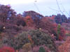 Autumn Colours