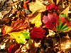 Autumn Colour