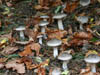Autumn Colours