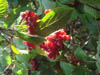 Autumn Colours