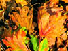 Autumn Colours