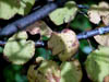 Autumn Colours