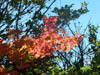 Autumn Colours