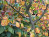 Autumn Colours