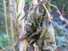 Decay and Aging
