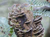 Decay and Aging
