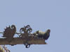 Roofs