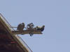Roofs