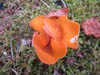 Fungi