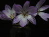 photography