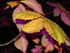 photography