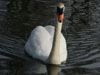 photography