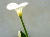 photography