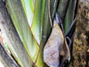 photography