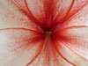 photography