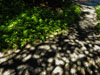 photography